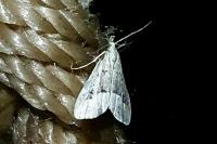 Schrankia taenialis