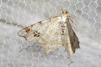 Macaria notata