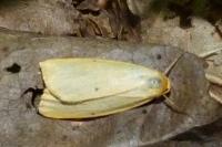 Cybosia mesomella