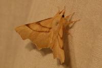 Ennomos erosaria