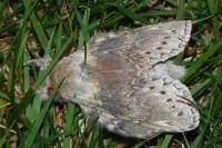 Stauropus fagi
