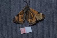 Boudinotiana notha