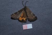 Boudinotiana notha