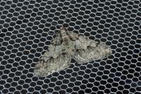 Agriopis leucophaearia