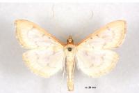 Hodebertia testalis