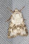Hecatera bicolorata