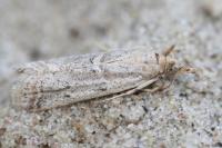 Gymnancyla canella