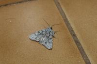 Xylocampa areola