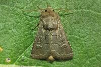 Tholera cespitis