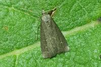 Schrankia costaestrigalis