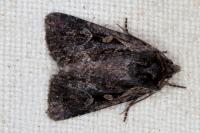 Xestia agathina