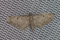 Eupithecia tripunctaria