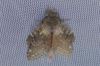 Stauropus fagi