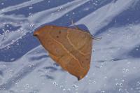 Watsonalla uncinula
