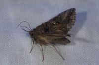 Autographa gamma