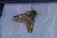 Biston strataria