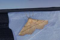 Gerinia honoraria