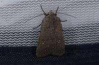 Caradrina flavirena