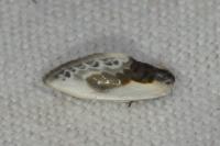 Cilix glaucata