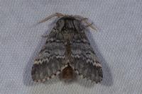 Drymonia ruficornis