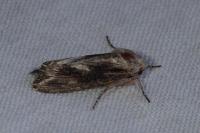 Egira conspicillaris