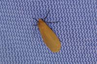 Wittia sororcula