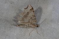 Macaria alternata