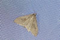 Mecyna asinalis