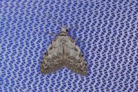 Nola confusalis