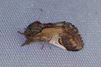Notodonta ziczac