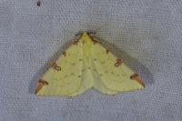 Opisthograptis luteolata