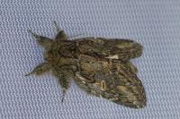 Peridea anceps