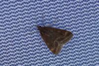 Pyrausta despicata