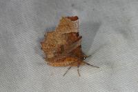 Selenia lunularia