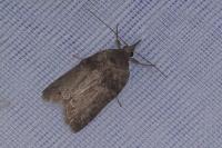 Nycteola columbana