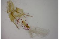 Nycteola columbana