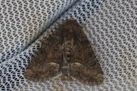 Oligia latruncula
