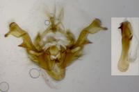 Oligia latruncula