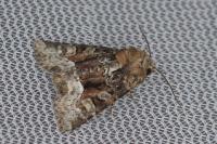 Oligia strigilis
