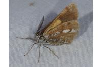 Bupalus piniaria
