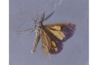 Bupalus piniaria