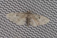 Eupithecia dodoneata