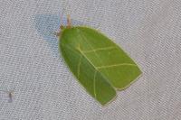 Bena bicolorana