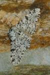 Biston betularia