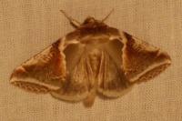 Habrosyne pyritoides
