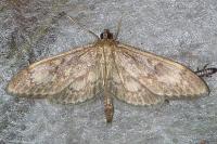 Anania lancealis