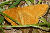Angerona prunaria