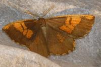 Angerona prunaria