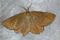 Angerona prunaria