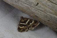 Grammodes stolida